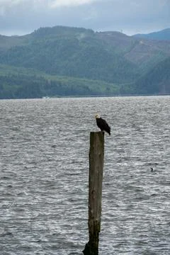 Bald Eagle Perched on Post Over Columbia River Near Astoria, Oregon Coast Stock Photos