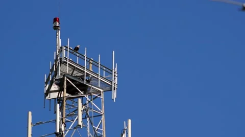 Bald Eagle perched on radio tower, 4K Stock Footage 47946919