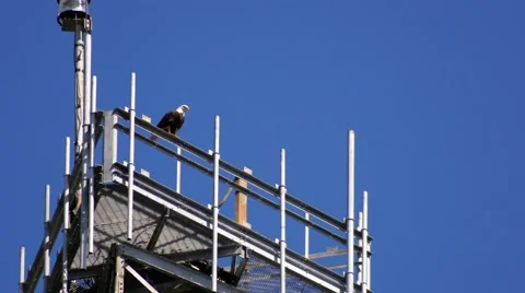 Bald Eagle perched on radio tower, 4K Stock Footage 47947767