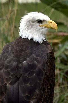 A bald eagle perched on a ring. Haliaeetus leucocephalus Stock Photos