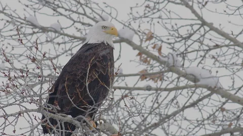Bald Eagle perched on a snowy tree branch in a cold winter landscape Stock Footage 288894221
