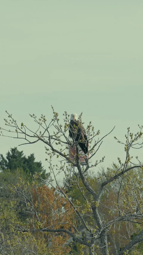 Bald Eagle Perched on Spring Tree with Water Tower Balsam Lake Wisconsin Stock Footage 336807664