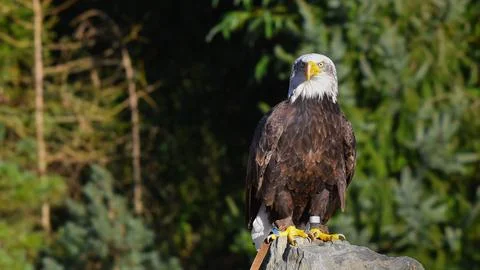 Bald eagle perched on the stone observing Stock Photos