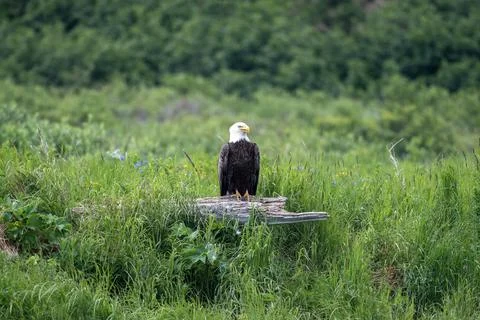 Bald eagle perched on a stump Fotos de archivo
