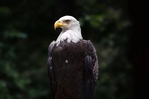 Bald eagle perched in sunlight Stock Photos