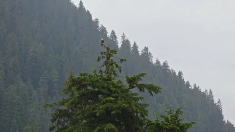 Bald Eagle Perched on Tall Spruce in Misty Alaska Forest Stock Footage 346010103