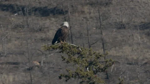 Bald eagle perched on top of conifer tree facing right, 4k Stock Footage 171774957