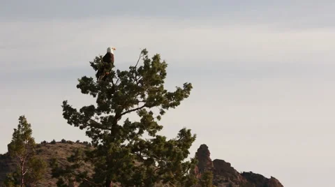 BALD EAGLE PERCHED IN TOP OF JUNIPER TREE LOOKS AROUND Stock Footage 53348909