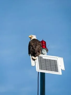 A Bald Eagle perched on top of a navigation marker near Ketchika Stock Photos