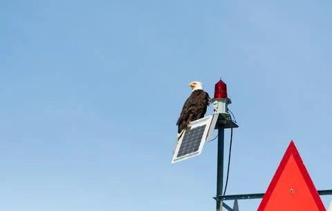 A Bald Eagle perched on top of a navigation marker near Ketchikan, Alaska Stock Photos