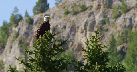 Bald Eagle perched on top of Pine Tree. Vidéo 171592229