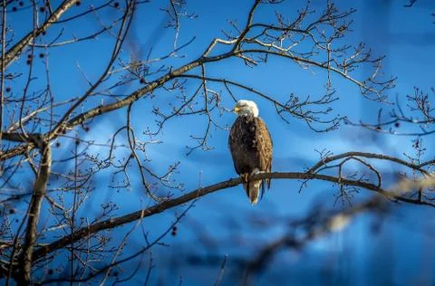 Bald Eagle perched in a tree with Blue Sky Foto stock