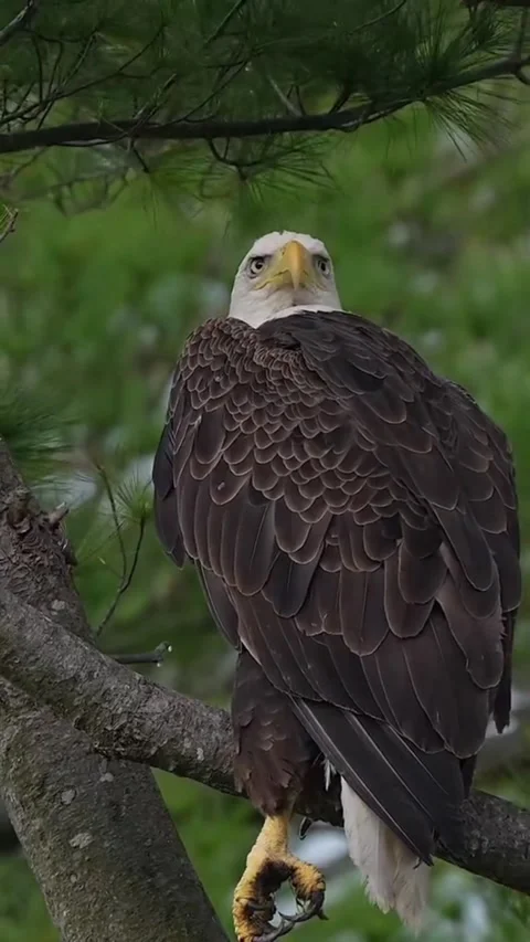 Bald eagle perched on tree branch in forest Video stock 341817490