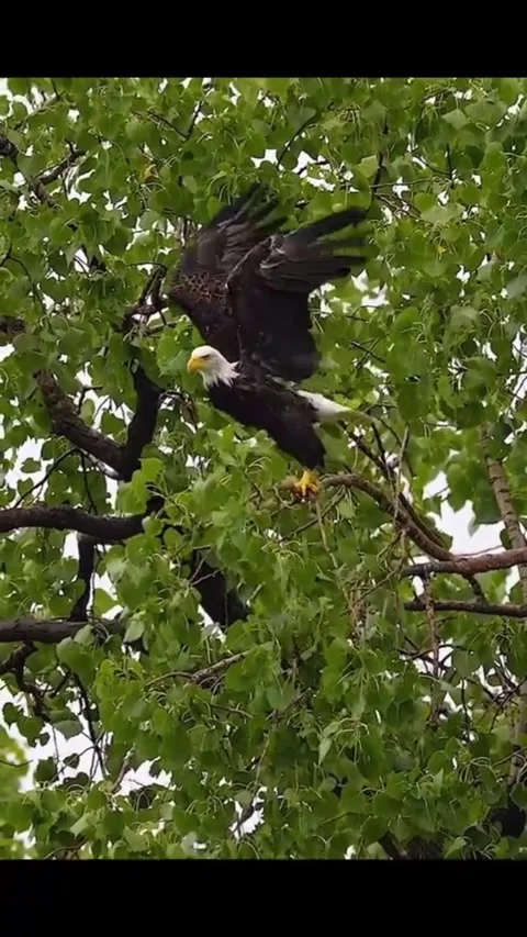 A Bald Eagle Perched on a Tree Branch Stock Footage 343832733