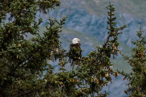 Bald Eagle Perched on Tree Branch on a Beautiful Mountainous Backdrop in Alaska Stock Photos