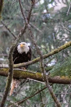 Bald eagle perched up on a tree branch with a freshly caught rabbit Stock Photos