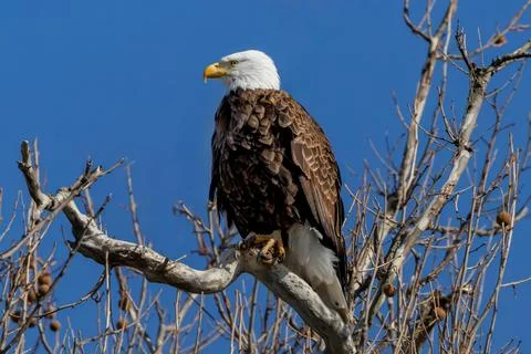 A bald eagle is perched on a tree branch Stock Photos