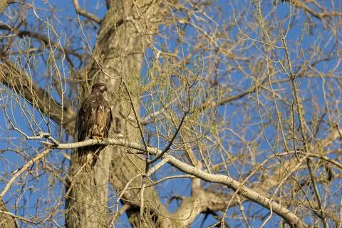 Bald Eagle Perched on Tree Branch Against Blue Sky Fotos de archivo
