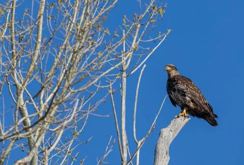 Bald Eagle Perched on Tree Branch Against Blue Sky Fotos de archivo