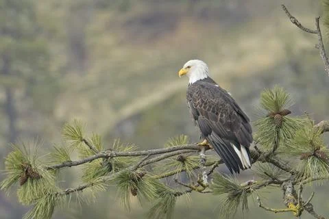 Bald eagle perched on a tree branch. Stock Photos
