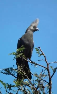 Bald eagle perched on tree branch with blue sky background Stock Photos