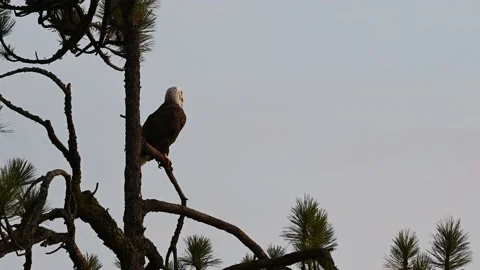 Bald Eagle perched in a tree Stock Footage 147960272