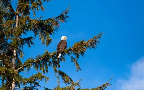 A Bald Eagle perched in a tree in Ketchikan, Alaska Stock Photos