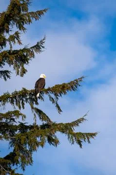 A Bald Eagle perched in a tree in Ketchikan, Alaska Stock Photos