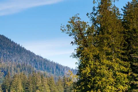 A Bald Eagle perched in a tree in Ketchikan, Alaska Stock Photos