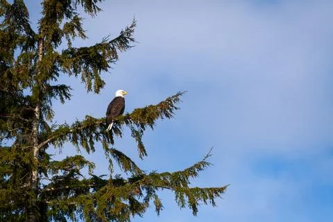 A Bald Eagle perched in a tree in Ketchikan, Alaska Stock Photos