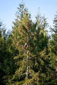 A Bald Eagle perched in a tree in Ketchikan, Alaska Stock Photos