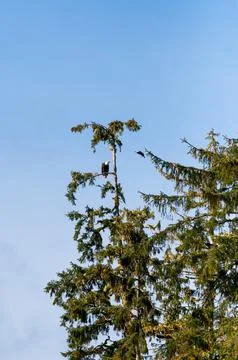 A Bald Eagle perched in a tree in Ketchikan, Alaska Stock Photos