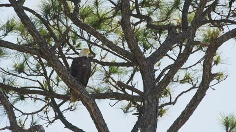 Bald Eagle perched in a tree looking around on clear day Stock Footage 273984855