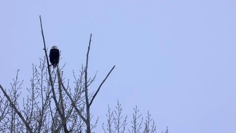 Bald Eagle Perched in Tree Near a River in Bozeman Montana Video stock 231188218