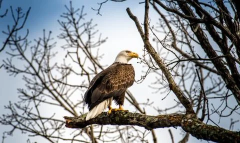 Bald Eagle perched in a tree Stock Photos