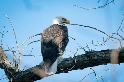 Bald Eagle Perched in Tree Stock Photos
