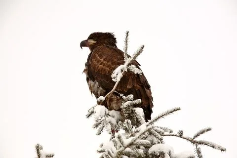 Bald Eagle perched in tree 스톡 사진