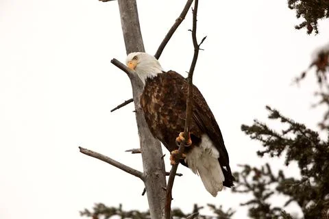 Bald Eagle perched in tree 스톡 사진