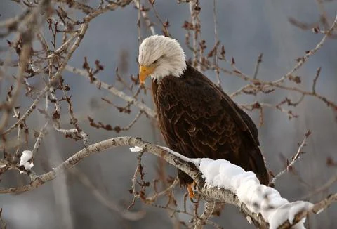 Bald Eagle perched in tree 스톡 사진