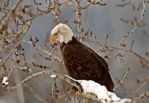 Bald Eagle perched in tree 스톡 사진