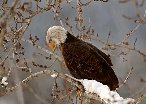 Bald Eagle perched in tree 스톡 사진