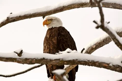 Bald Eagle perched in tree 스톡 사진