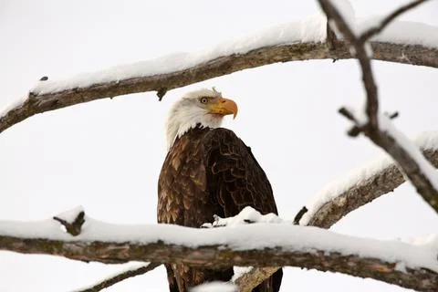 Bald Eagle perched in tree 스톡 사진