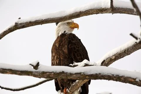 Bald Eagle perched in tree 스톡 사진