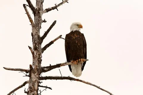 Bald Eagle perched in tree 스톡 사진