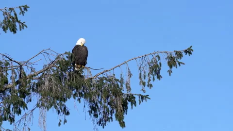 Bald Eagle Perched in a Tree Preening 4K UHD Stock Footage 331393185