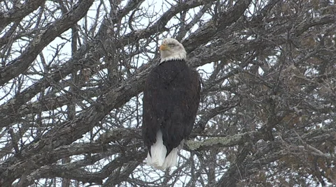 Bald Eagle Perched on a Tree on a Snowy Day Stock Footage 48141988