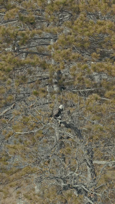 Bald Eagle Perched in Tree Takes Off and Flies Away During Aerial Orbit Stock Footage 336761908
