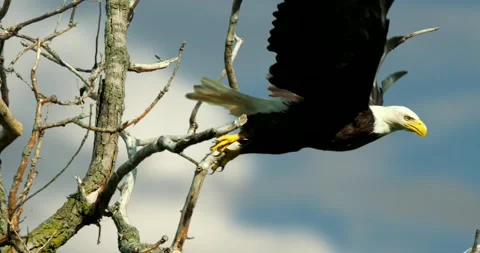 Bald Eagle perched on tree, then flies away, filmed in slow motion. Stock-Footage 133972453