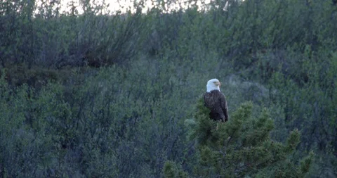 Bald Eagle perched on a tree top - Slow motion 60p Stock-Footage 93682144